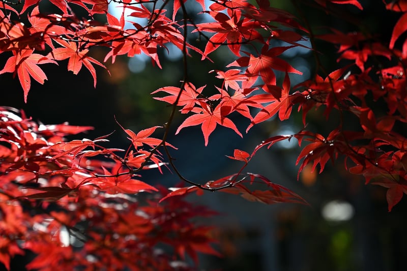 Autumn Garden