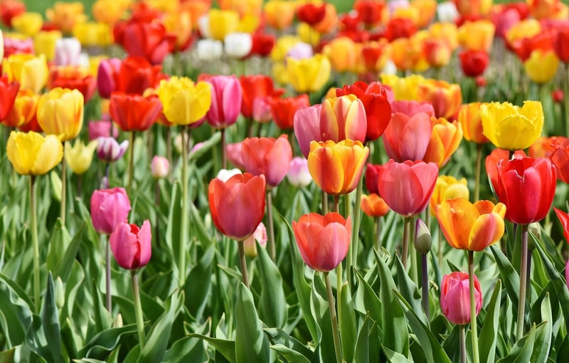 Spring Flowers